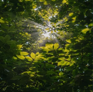 ISO 14001 environmental Policy